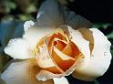 (48) rose